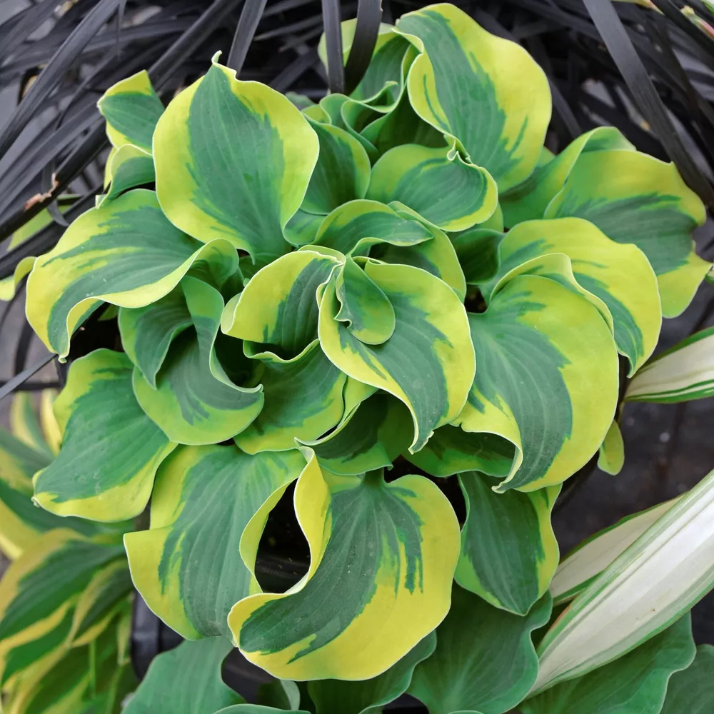 Hosta School Mouse 5.25 Inch Pot Well Rooted Unusual Miniature - $34.69