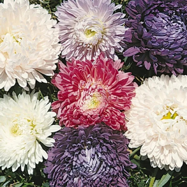 Aster Seeds Ball Florist Mix 100 Seeds Cut Flower Seeds - $11.50