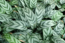 25+ Leopard Calathea Seeds - £4.14 GBP