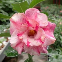 Desert Rose Ce-02 Adenium Obesum Flower Starter Plant 2 Plants New Fresh  - $73.00