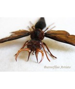 Synagris Cornuta Male Tusked Wasp Framed Entomology Museum Quality Shado... - $202.38 CAD