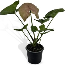 Syngonium Mango Allusion by LEAL PLANTS ECUADOR |Syngonium Variegated Houseplant - £15.84 GBP