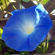 150 Pcs Hirt&#39;s Heavenly Blue Morning Glory Seeds #MNHG - £9.76 GBP