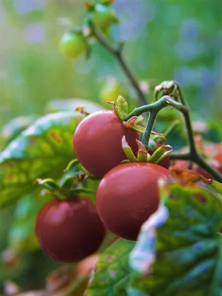 50 Purple Cherry Tomato Lycopersicon Indeterminate Fruit Vegetable Seeds... - £7.81 GBP