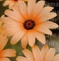 40 Pc Seeds Salmon African Daisy Flower, African Daisy Seeds for Planting | RK - £11.56 GBP