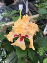 PATB YELLOW LION&#39;S TAIL POM POM POODLE Tropical Hibiscus Plant WELL ROOTED - £20.93 GBP