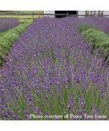 Fresh 15 Seeds Lavender Phenomenal House Flowers Fast Shiping - $9.50