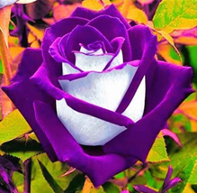 Rose Bonsai Purple Rose with White Red Edge Bonsai Beautiful 100 Pcs/Bag - £8.44 GBP