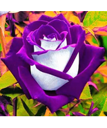 Rose Bonsai Purple Rose with White Red Edge Bonsai Beautiful 100 Pcs/Bag - £8.30 GBP
