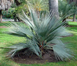 5 Pc Seeds Mazari Palm Plant, Nannorrhops ritchiana Seeds for Planting | RK - £15.10 GBP