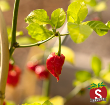 Bulk Carolina Reaper Super-Hot Pepper Seeds S_S - £13.05 GBP