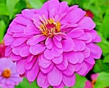 1000 Seeds Lavender Zinnia Seeds Summer Garden Flowering Annual Cut Flow... - £16.12 GBP