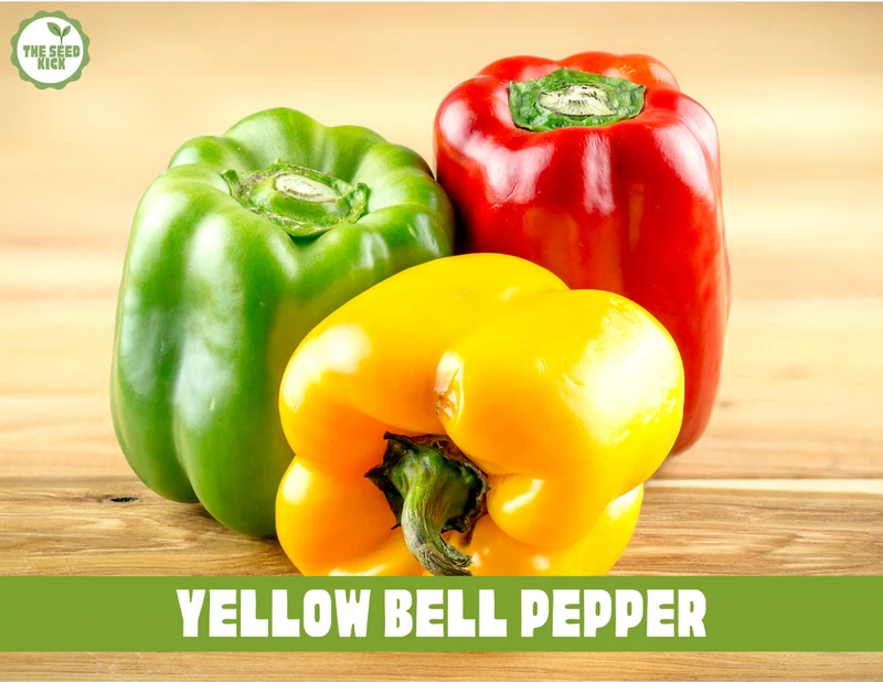 30+ Yellow Wonder Bell Pepper  NONGMO Fresh Garden Color Mix Seeds – Fas... - $82.01 MXN