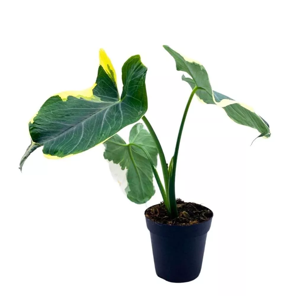 Alocasia Variegated Mickey Mouse Xanthosoma Variegata a 4 in P - £41.05 GBP
