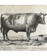 Constitution Short Horned Ox 1863 Victorian Agriculture Animals Art DWZ4A - $67.90 CAD