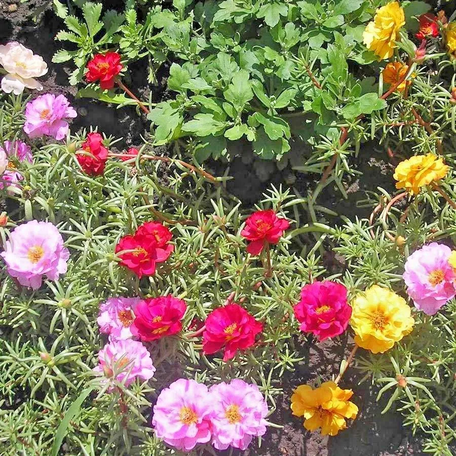 Portulaca Rose Moss Mix Flower 501 Seeds - £7.73 GBP