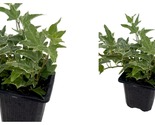 Hedera Glacier English Ivy - 2.5&quot; Pot - Easy to Grow, Indoors - £24.33 GBP