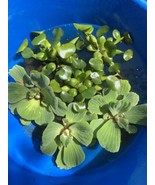 (6) MIX Water Lettuce &amp; Hyacinth Large 5-7” Koi Pond Floating Plant Alga... - $47.24