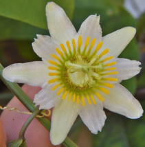 Passiflora biflora, maracuja passion flower white maypop fragrant seed 5 SEEDS - £7.18 GBP