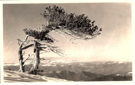 RPPC Postcard Colorado Timberline Mt Evans Tree &amp; Sweeping Views - £7.09 GBP