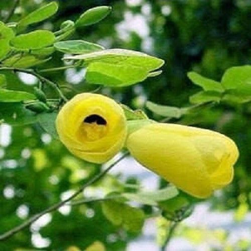 8 Dwarf Yellow Orchid Tree Seeds-1237