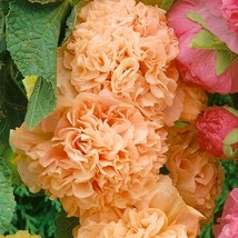 25 Apricot Hollyhock Seeds Perennial Flower Seed Flowers Bloom Seed Garden - £9.59 GBP