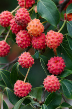 Cornus Kousa Chinese Dogwood Tree White Flowers Red Fruit Plant Seed 10 ... - $305.63 MXN