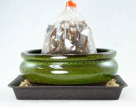 6&quot; Oval Moss Green Glazed Shohin Bonsai, Cactus &amp; Succulent Pot/Combo/Kit  - £14.36 GBP+