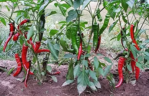 KS Jimmy Nardello Pepper Organic Non Gmo Planting 20 Seeds  - $174.05 MXN