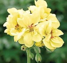 10 Pc Seeds Yellow Geranium Flower, Perennial Geranium Seeds for Planting | RK - £14.86 GBP