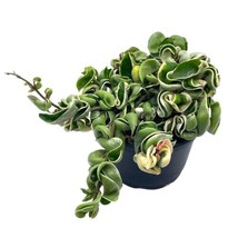 Variegated Hindu Rope, 6 inch, Hoya Compacta Carnosa, Very Rare Limited - £44.61 GBP