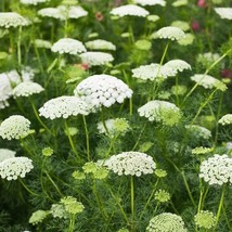 Bishop&#39;S Flower Seeds (False Queen Anne&#39;S Lace) Butterflies Non-Gmo 500 ... - £7.76 GBP