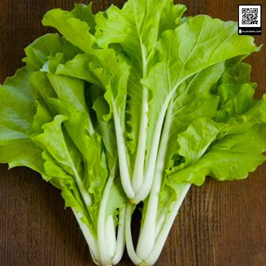 1000+ Cai Be Dun, Taiwan Pak Choy Frilly - $18.08