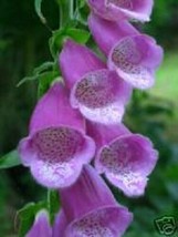 HGBO 50 Seeds Purple Foxglove Digitalis Flower Seeds Perennial From US - $8.35