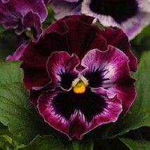 New 30 Frizzle Sizzle Raspberry Pansy Flower SeedsFrom US - £6.60 GBP