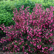 WINE & ROSES® Reblooming Weigela PP#10772 image 5