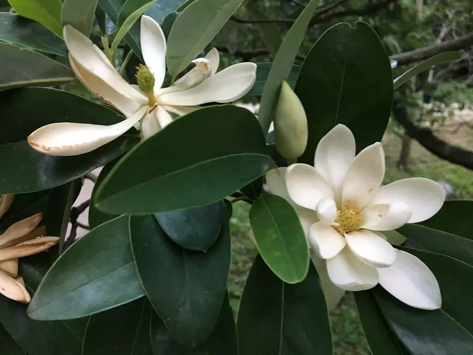 1 Live Starter Plant Silver Mist Sweetbay Magnolia Flower for Garden - $912.32 MXN