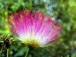 2 Silk Mimosa Tree Fragrant Pink Flowers Albizia Sapling Starter Live Plants - £52.49 GBP