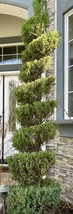 Juniperus Squamata Blue Star Flaky Juniper 10 Cuttings Fresh Garden - £23.58 GBP