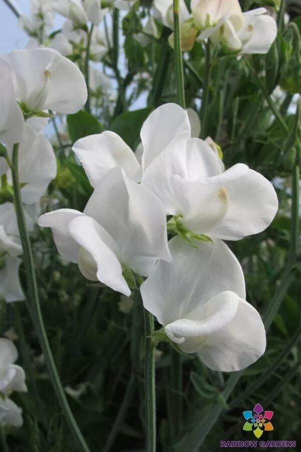 Semilir 50 Bramdean Sweet Pea Seeds For Garden Planting Vegetable Supplier - $11.56