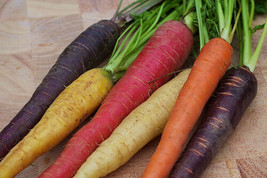 Rainbow Blend Carrot Seed Ful Fibre200 Seedsantioxidantmine Garden Us Seller - £5.15 GBP