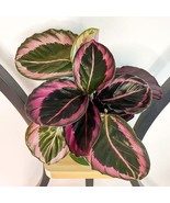 Calathea Red Mojo Starter Plant 2 Plants New Fresh  - $51.40