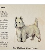 West Highland White Terrier 1939 Dog Breed Art Ole Larsen Color Print PC... - $42.18 CAD