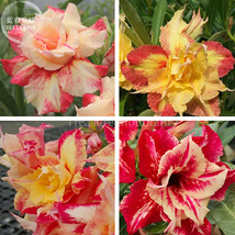 Imported Dazzling Girl Colorful Adenium Desert Rose Seeds 2 Seeds Red Yellow Ora - $10.78