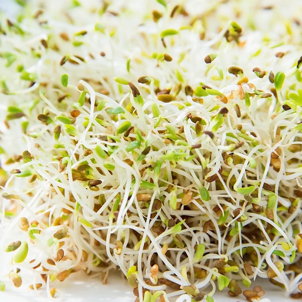 1500+ Alfalfa Sprouting Seeds NON GMO ORGANIC  - €3,87 EUR