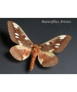Aztecan Horned Devil Citheronia Azteca XL Real Moth Framed Entomology Sh... - $114.99