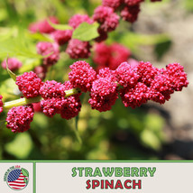 US Seller 100 Strawberry Spinach Seeds, Chenopodium Capitatum, Non Gmo - £7.57 GBP