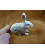 bun-w11 white Bunny Rabbit hare of shed ANTLER figurine Bali detailed ca... - €58,19 EUR