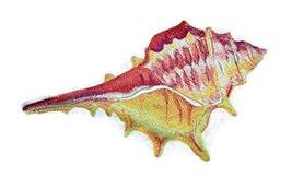 Ocean Calling Custom and Unique[ Conch Shell in Watercolor ] Embroidered Iron On - £15.42 GBP