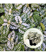 Hypoestes phyllostachya perennial hippo white polka dot 4 pack starter p... - $76.30 CAD